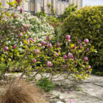 magnolia-dixter