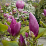 magnolia-dixter-2