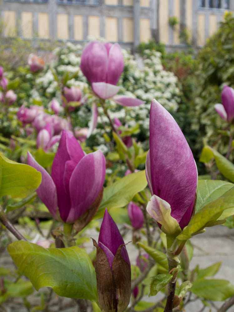 magnolia-dixter-2