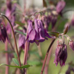 mai-blomster