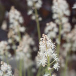 mai-blomster-2