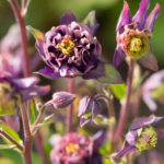 mai-blomster-3