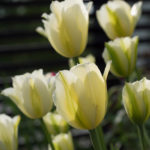mai-blomster-4