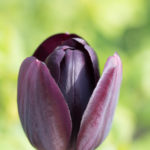 mai-blomster-5