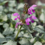 mai-blomster-6