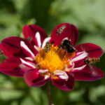 pollinatorer