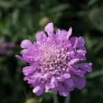 scabiosa-1