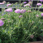 scabiosa-2