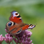 sommerfugl