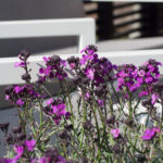 sundays-design-6