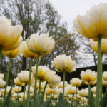 tulip-Flaming-evita