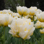 tulip-Flaming-evita-2