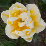 tulip-Flaming-evita-3
