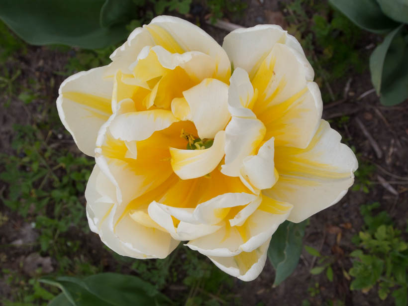 tulip-Flaming-evita-3