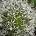 alium