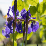 iris