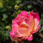 rose-sekel-2