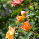 rose-sekel-3