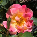 rose-sekel-4