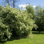 skjærsmin-2
