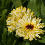 spiselig-ringblomst