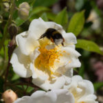 spiselig-rose