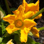 spiselig-squash