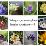 spiselige-blomster-humle