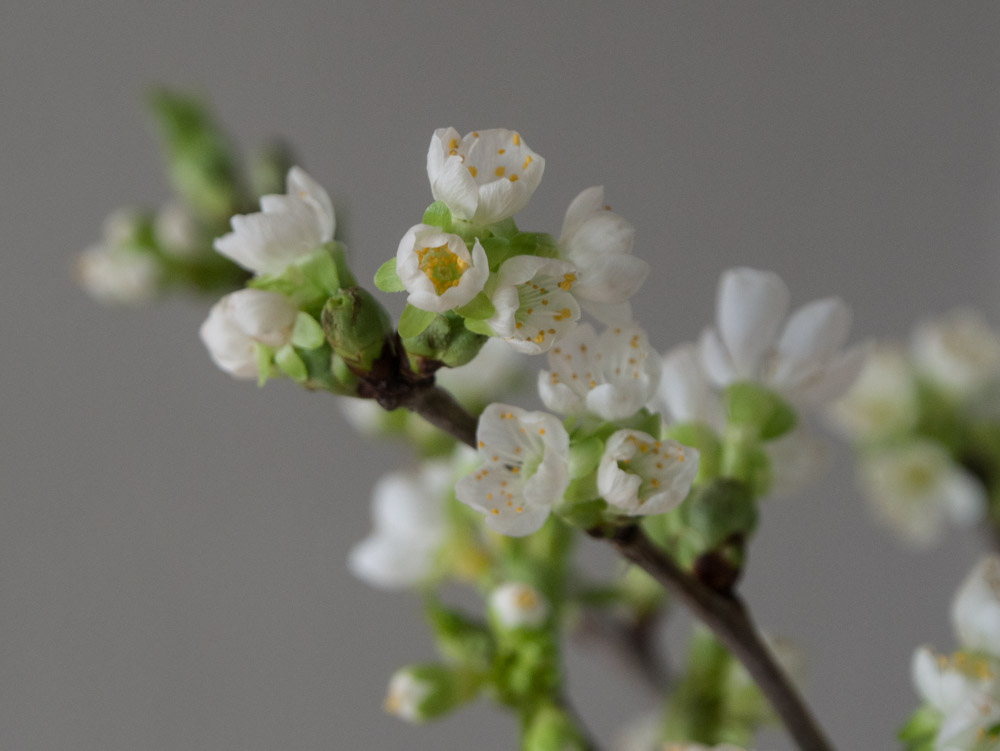 kirsebærblomster