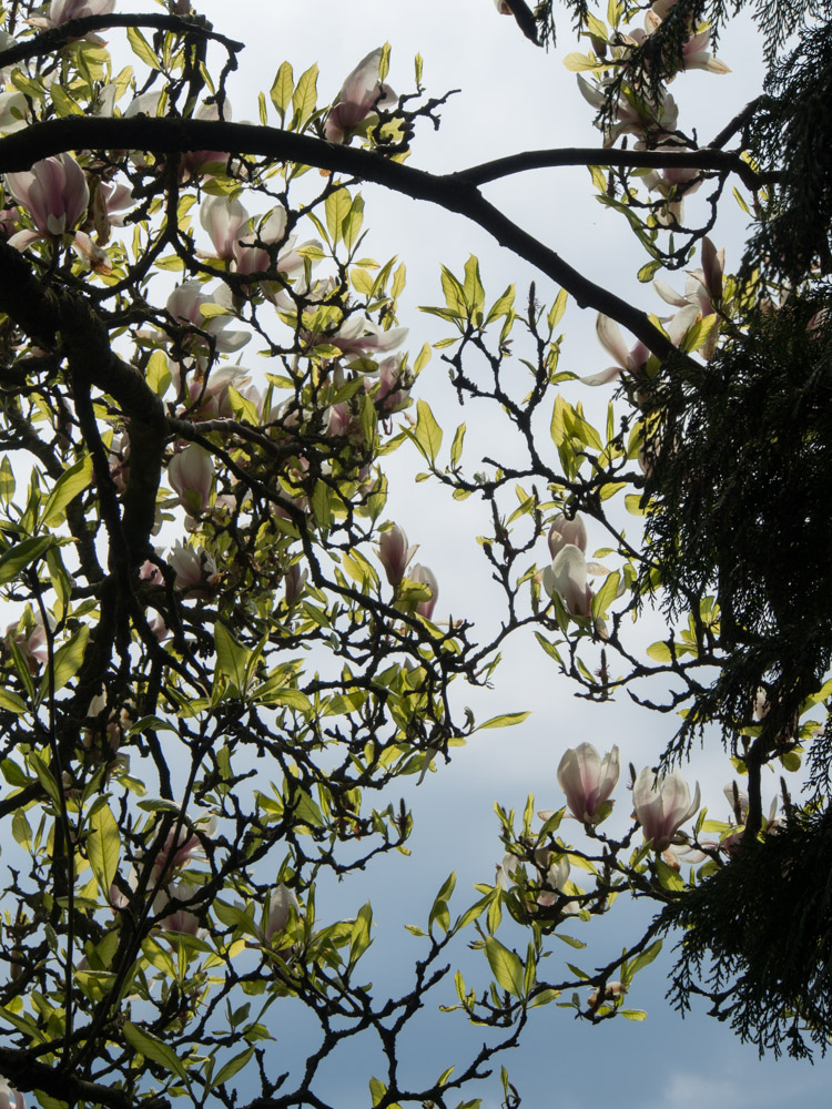 barnsley-house-magnolia-1