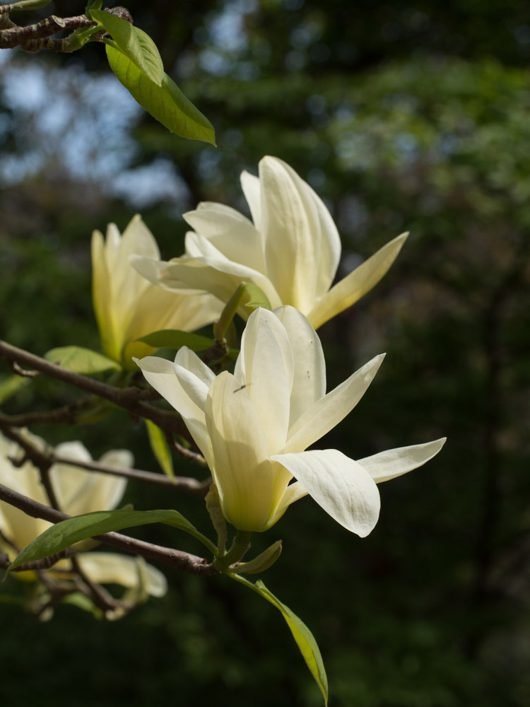 magnolia-elisabeth-3