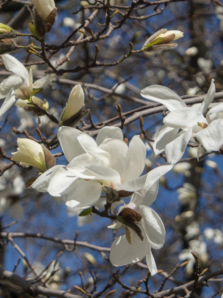 magnolia-hydroparken-2