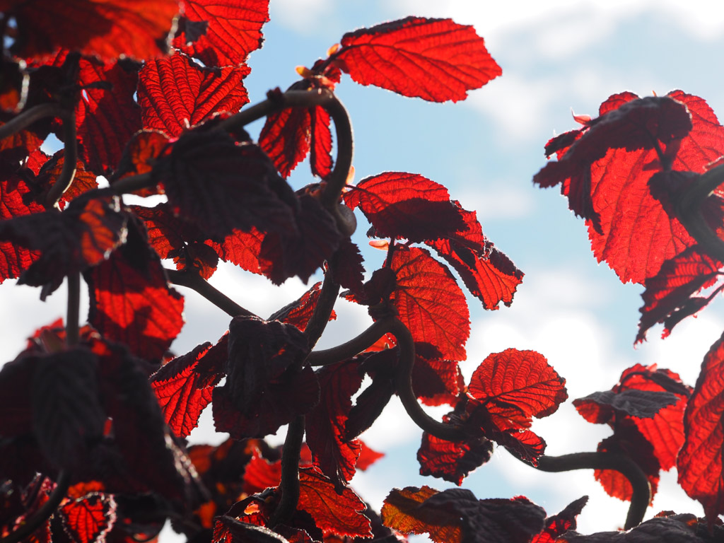 Rødbladet vrihassel Corylus avellana ‘Red Majestic’.