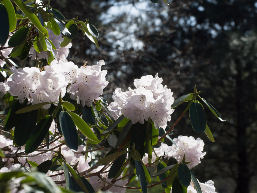 rhododendron-3