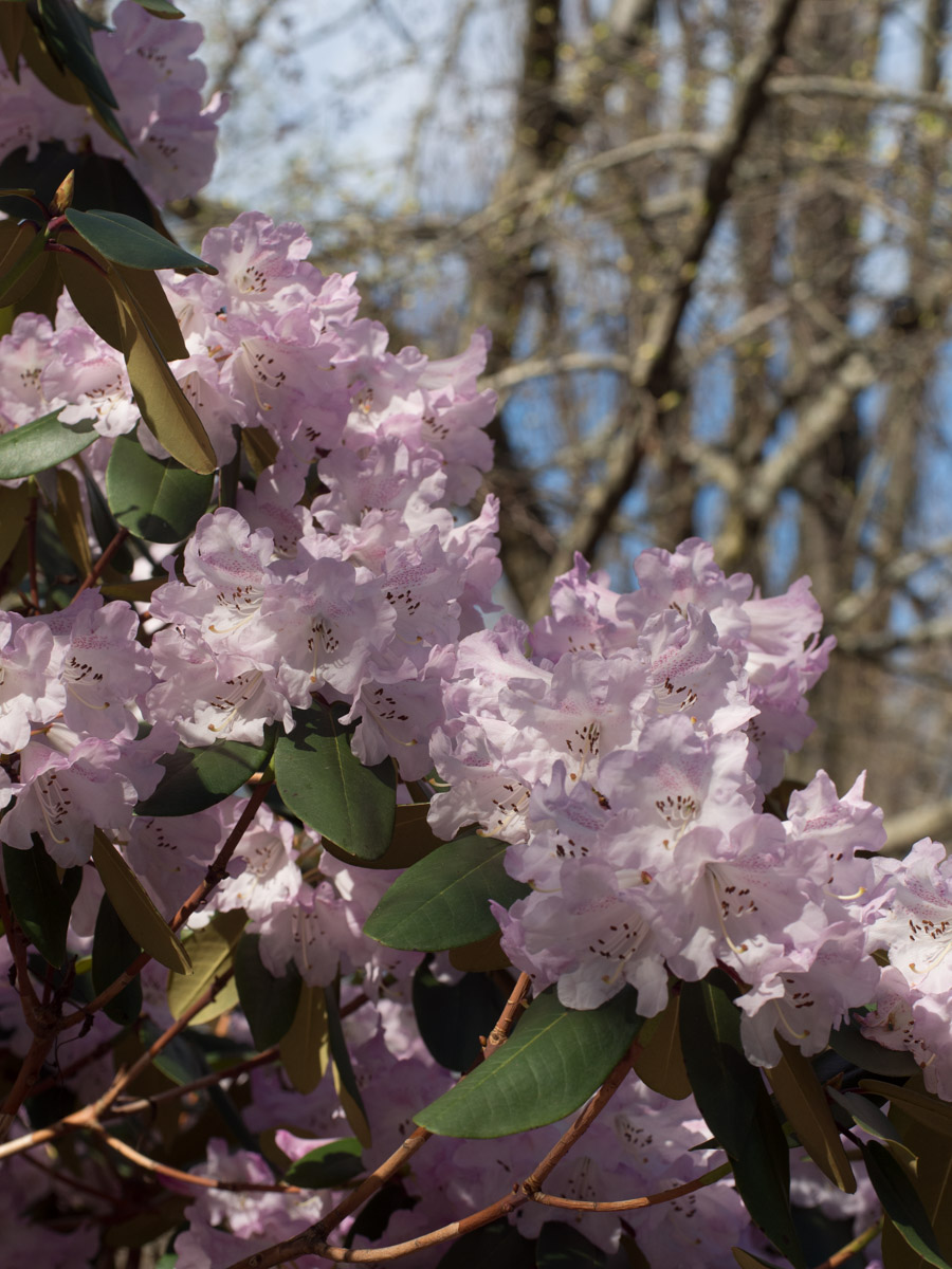 rhododendron-4