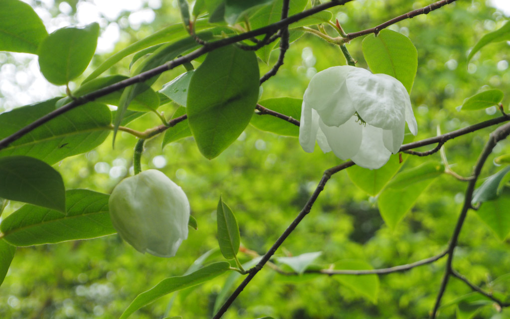 magnolia-wilsonii-3
