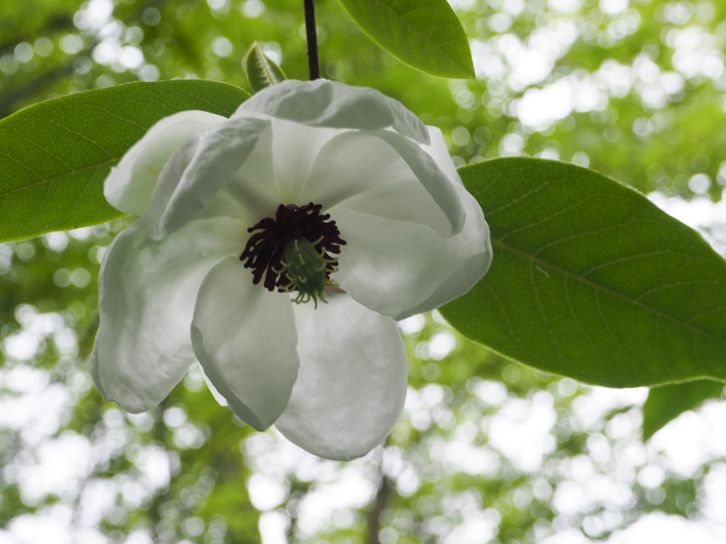 magnolia-wilsonii-4