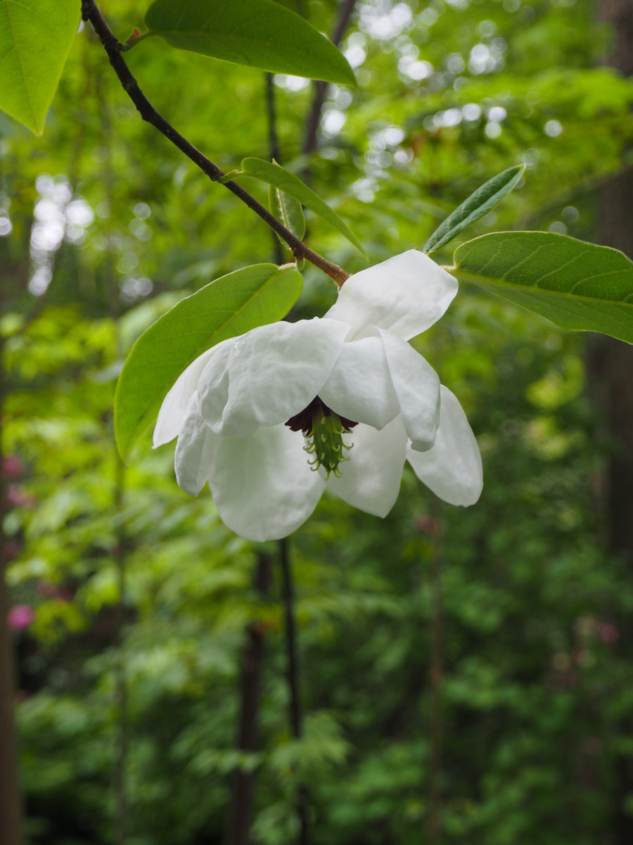 magnolia-wilsonii-5