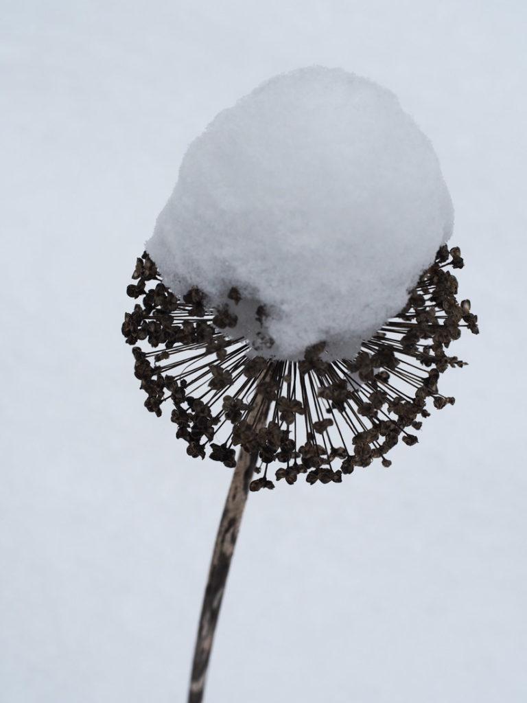 Allium frøhode om vinteren
