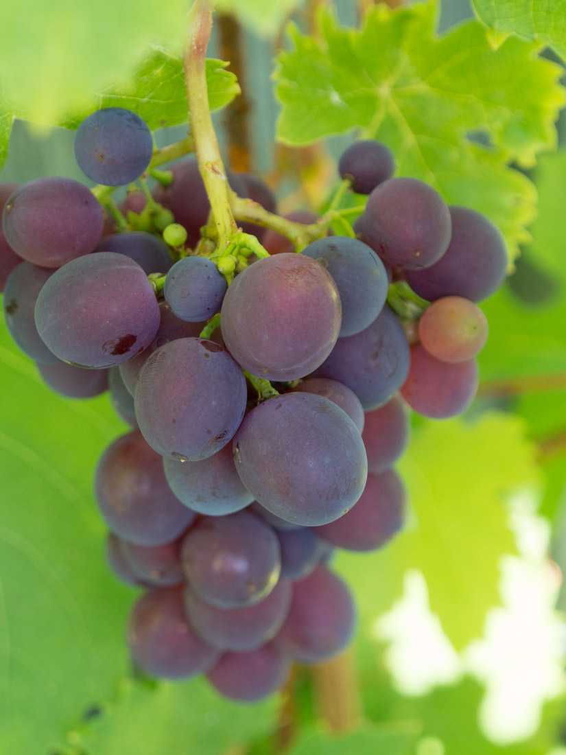 dyrke-druer