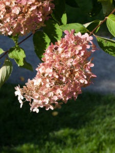 Syrinhortensia – Den Beste Av Hortensiaene | Moseplassen