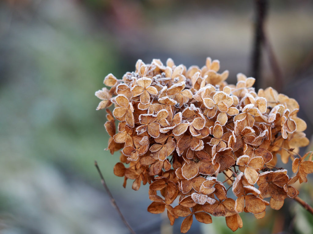 Syrinhortensia – Den Beste Av Hortensiaene | Moseplassen