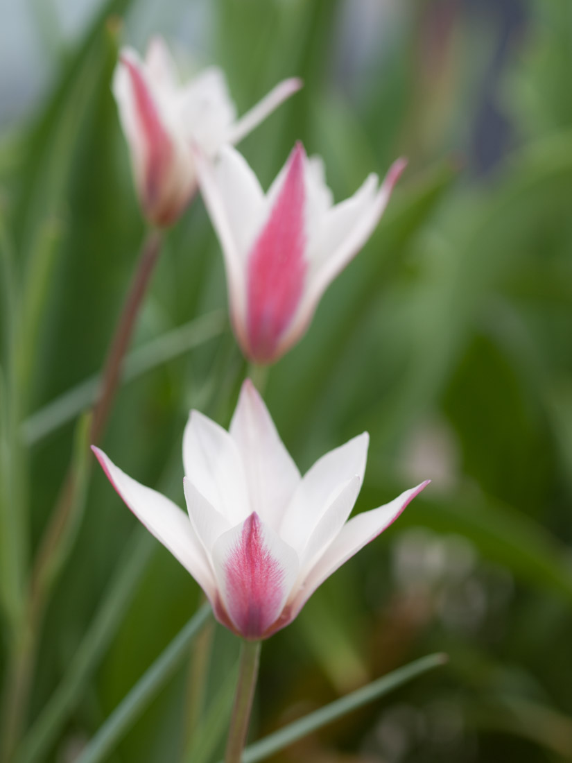 botaniske-tulipaner