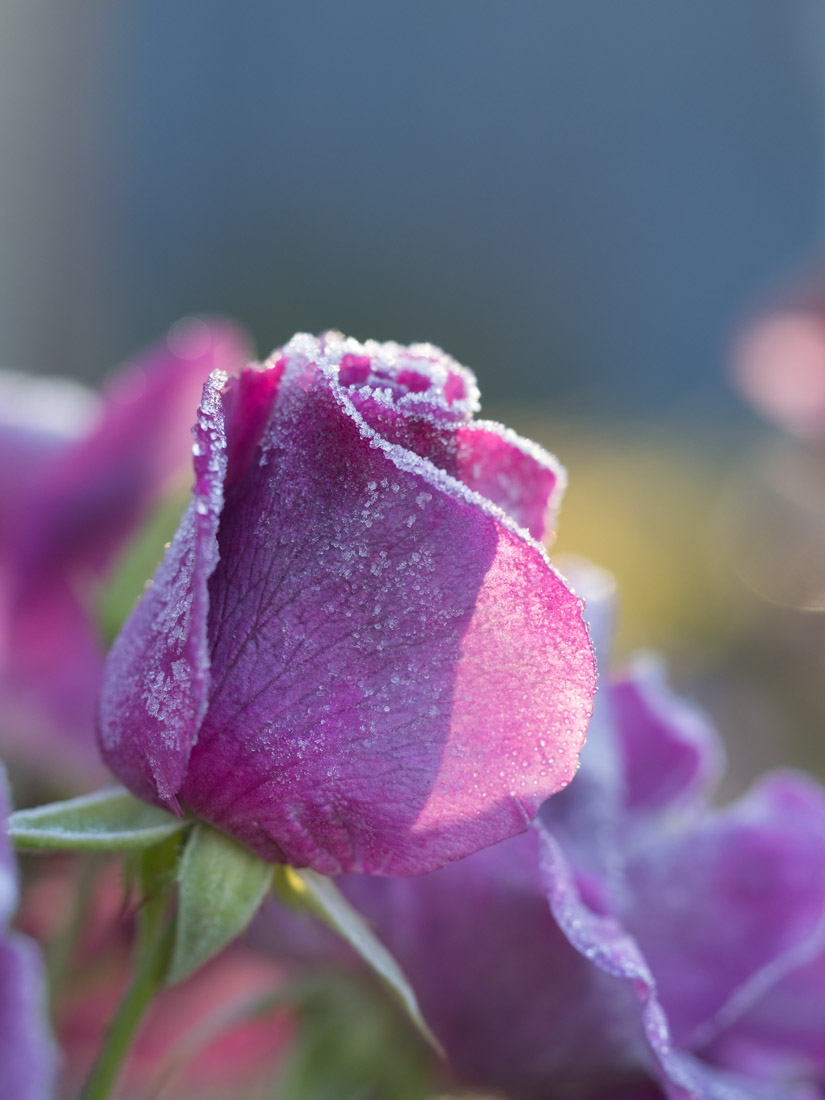 rose-frost-5