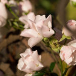 Ice-Meidiland-rose