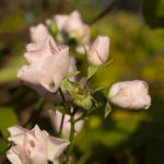 Ice-Meidiland-rose-3