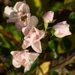 Ice-Meidiland-rose-4