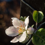 epleblomst-november