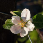 epleblomst-november-2