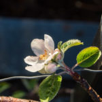 epleblomst-november-3